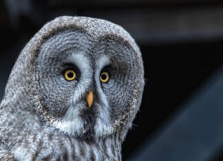 Czy darowizna to jest zbycie?